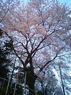 100408_桜.jpg