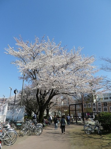 2012桜3.JPG